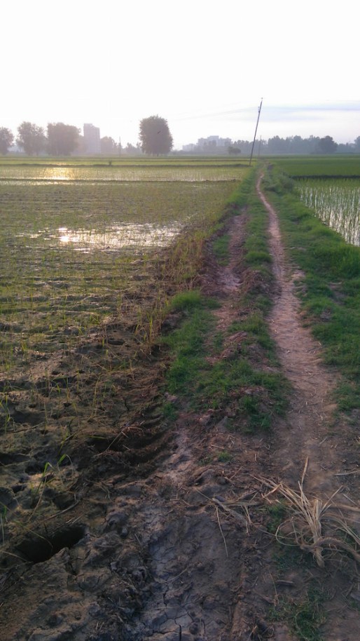 rice path small