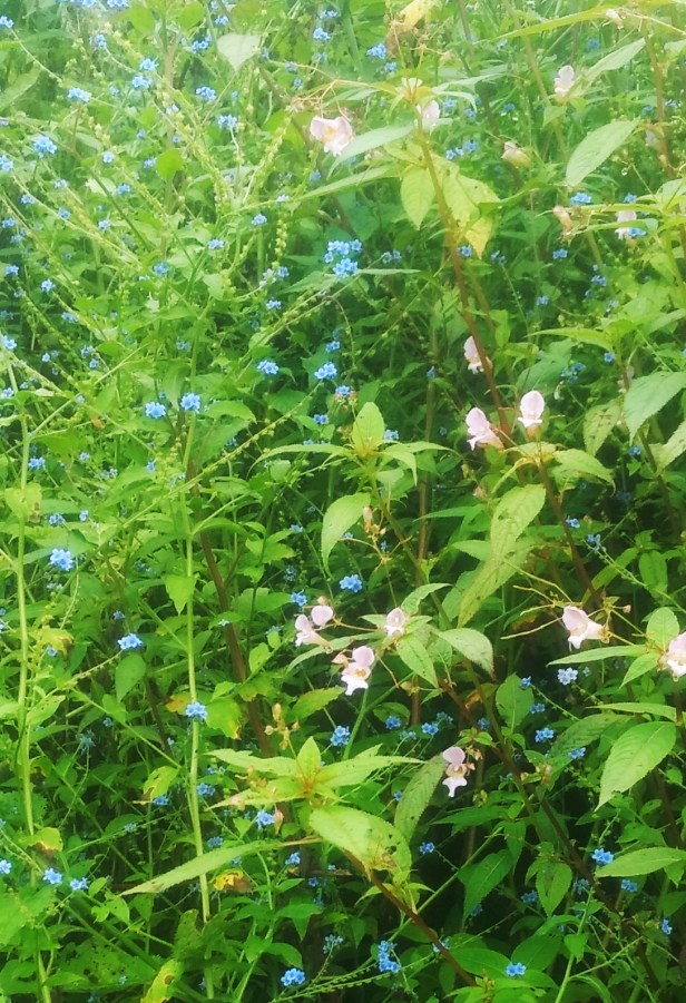 IMG_20170729_125324531