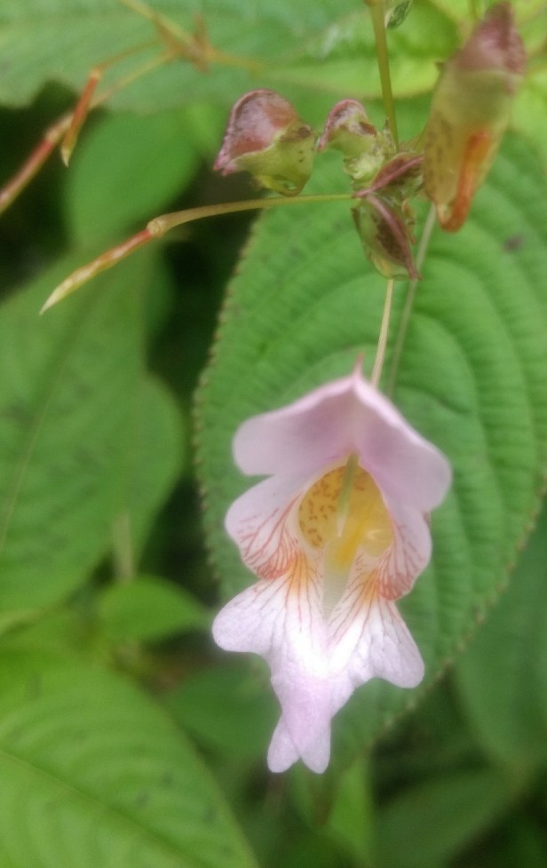 IMG_20170729_125341372